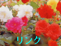 �����N�ł��B